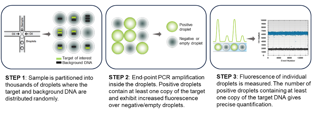 Figure 1 Typical steps in a ddPCR workflow.