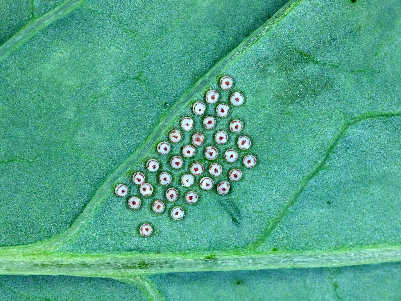 Eggs of Turnip moth