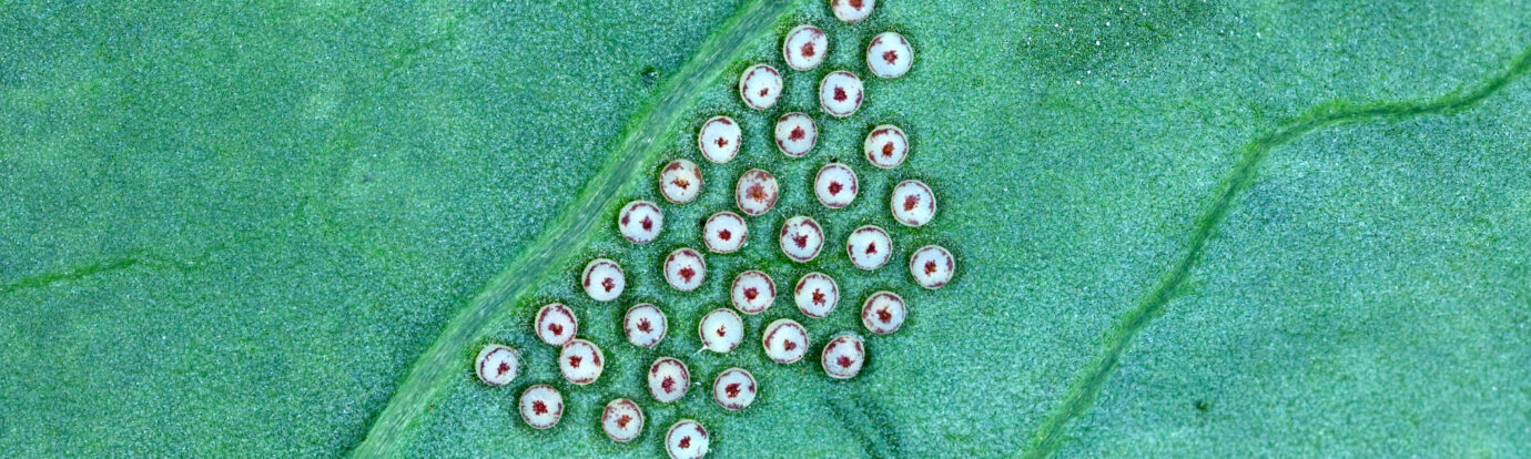 Embac Cloning Insect Cell Insect Cell Culture | Baculovirus Expression System | FUJIFILM ...
