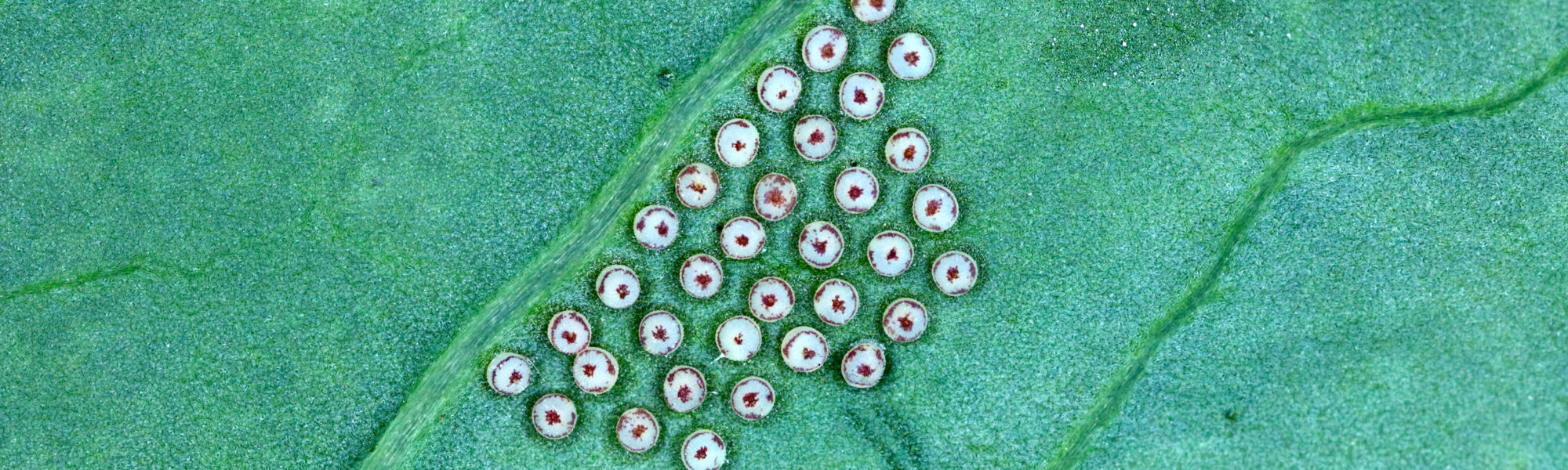 Eggs of Turnip moth