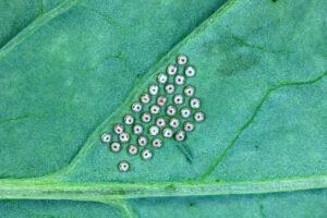 Eggs of Turnip moth