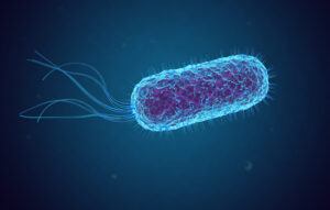 e coli rendering