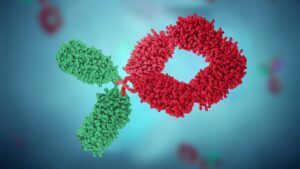 FC fusion cell line development