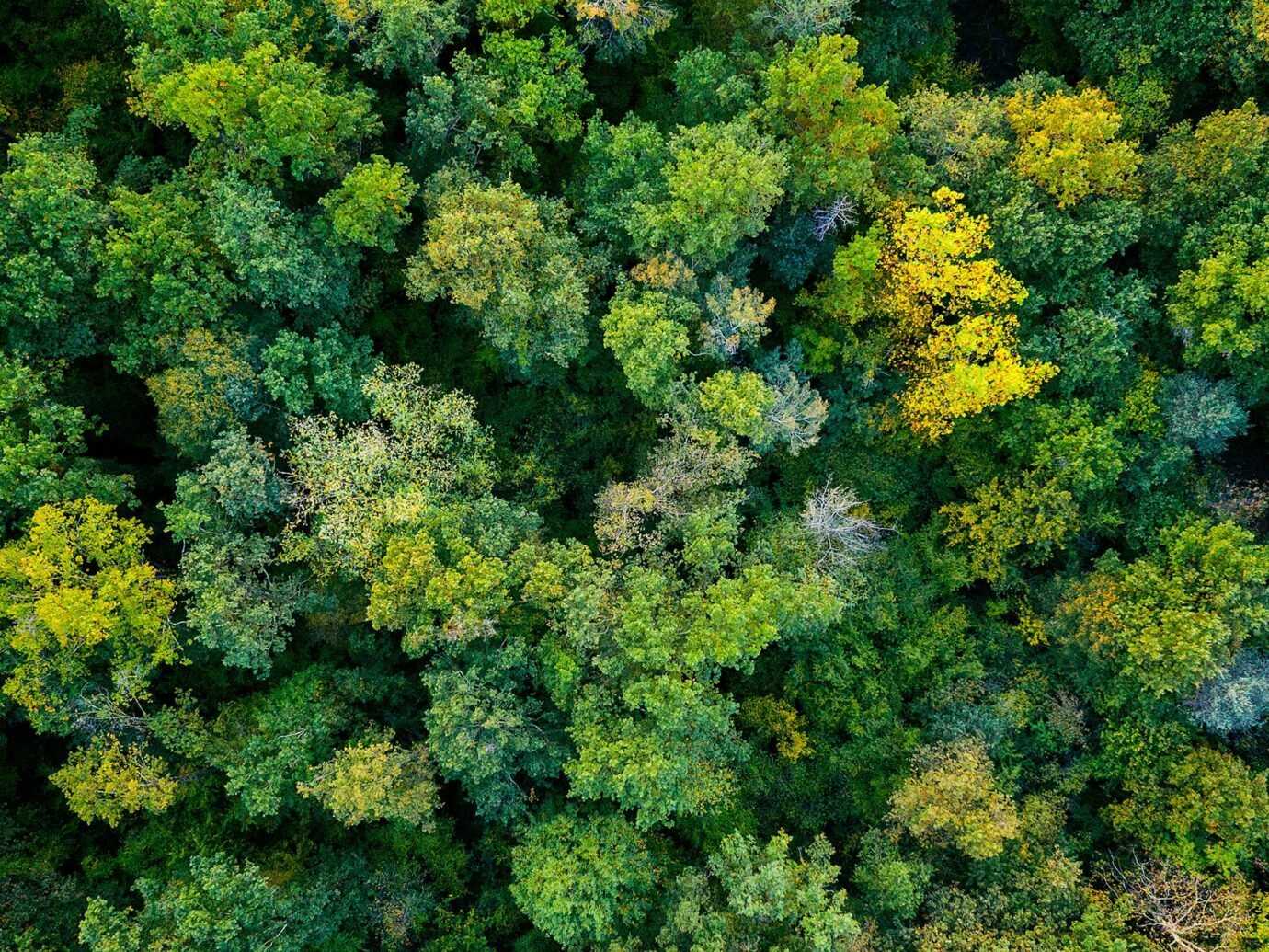 forest