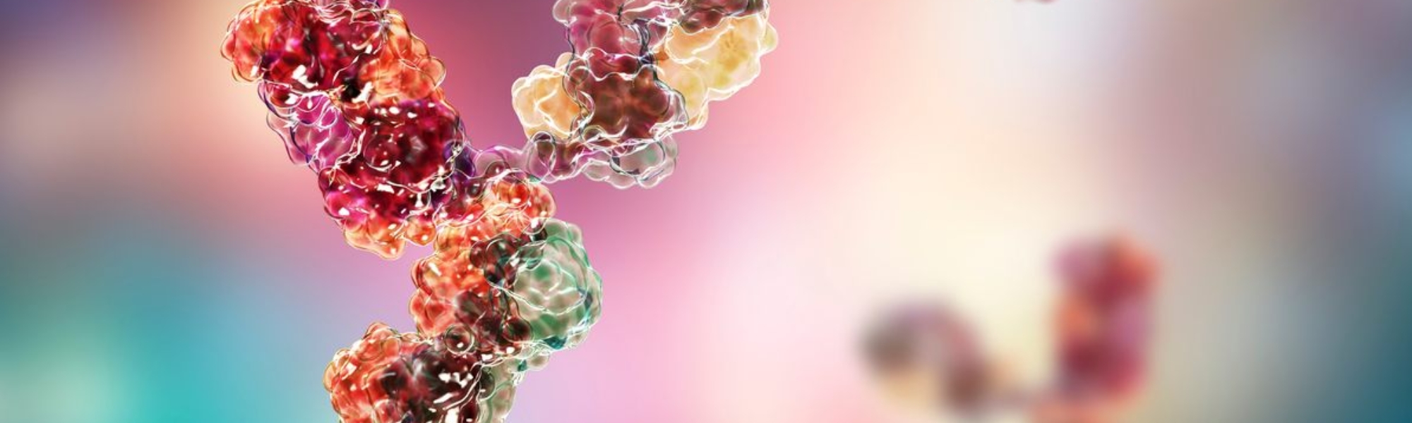 Molecular model of immunoglobulin