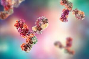 Molecular model of immunoglobulin