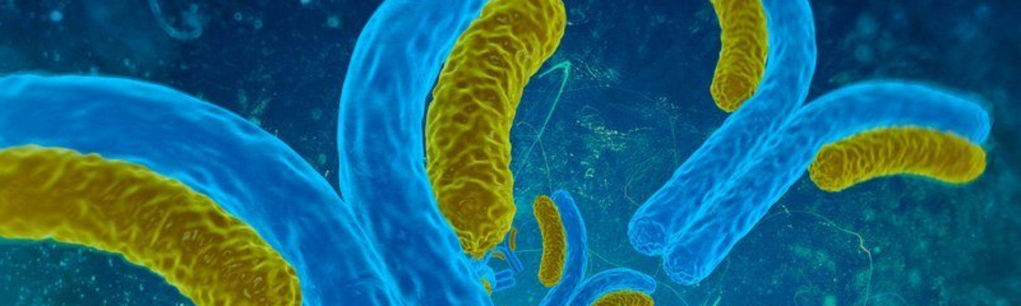 Cell line rendering