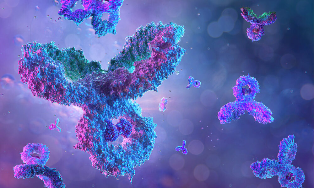 rendering of antibodies